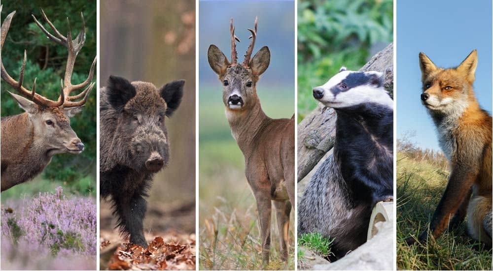 Big 5 Veluwe met de camper op avontuur in Gelderland