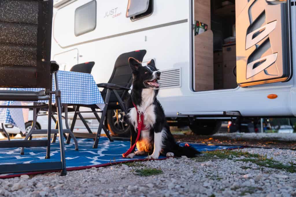 hond voor de camper