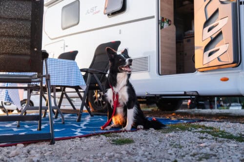 hond voor de camper