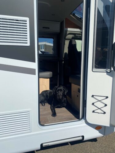 Zwarte labrador ligt ontspannen in de open deur van een camper, klaar voor een vakantie met senioren en hond
